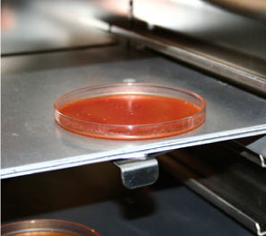 Analisi di laboratorio su campione di concentrato di pomodoro
